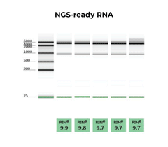 <i>Quick</i>-RNA Microprep Kit