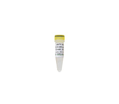 PCR nucleotides and mix